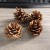 A2-7 # 4-5CM Pinus tabulaeformis  + $0.05 