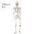 200cm skeleton  + $40.55 