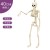 New 40cm skeleton person 